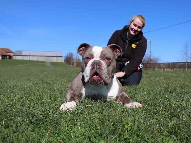 Ruby for sale in Sadberge, Co Durham