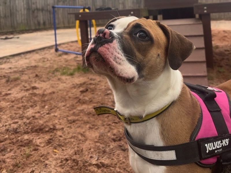 American Bulldog for adoption in Telford, Shropshire – 1 year old - Image 3 of 4
