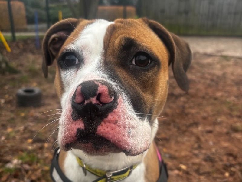 American Bulldog for adoption in Telford, Shropshire – 1 year old - Image 4 of 4