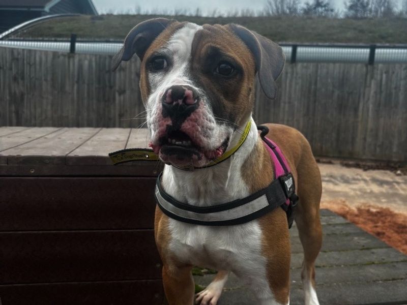 American Bulldog for adoption in Telford, Shropshire – 1 year old - Image 1 of 4