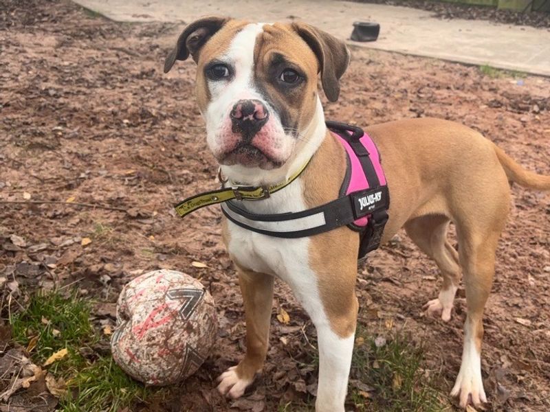 American Bulldog for adoption in Telford, Shropshire – 1 year old - Image 2 of 4