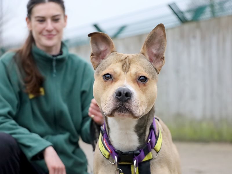Loki for sale in Leeds, Yorkshire - Image 2