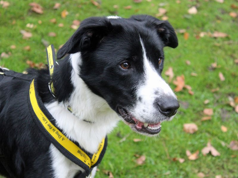 Border Collie for adoption in Liverpool, Merseyside – 2 years old - Image 2 of 3