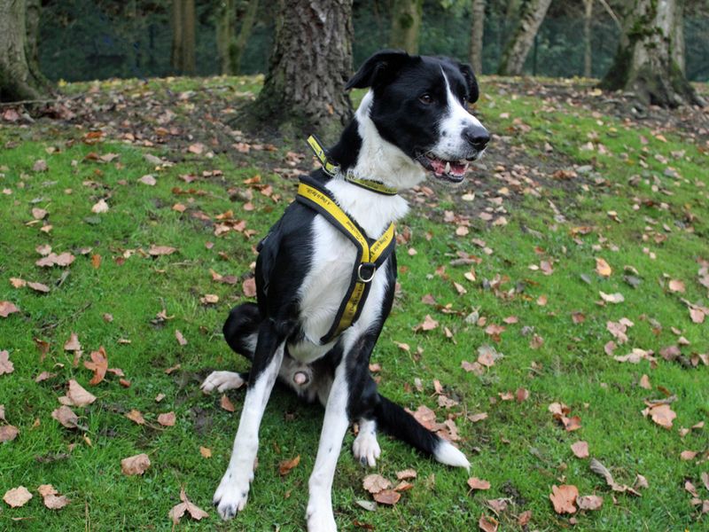 Border Collie for adoption in Liverpool, Merseyside – 2 years old - Image 3 of 3