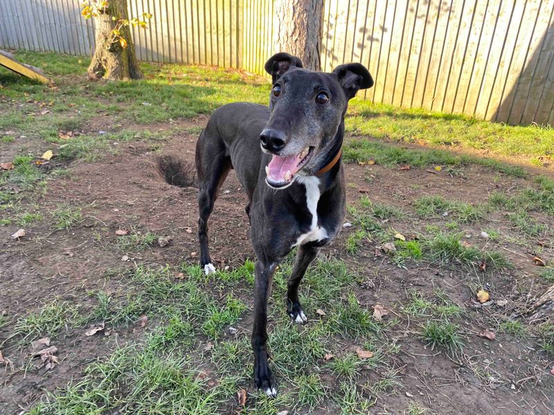 Greyhound for adoption in Sadberge, Co Durham – 6 years old - Image 1 of 3