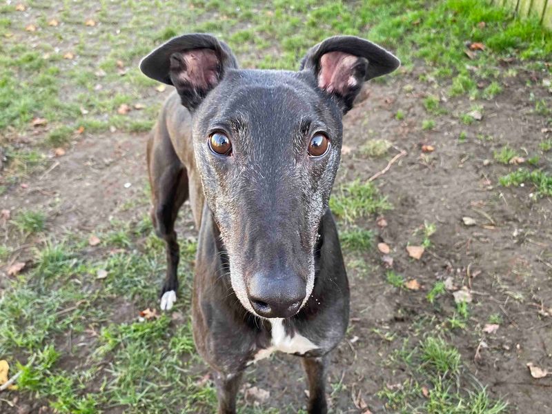Greyhound for adoption in Sadberge, Co Durham – 6 years old - Image 2 of 3