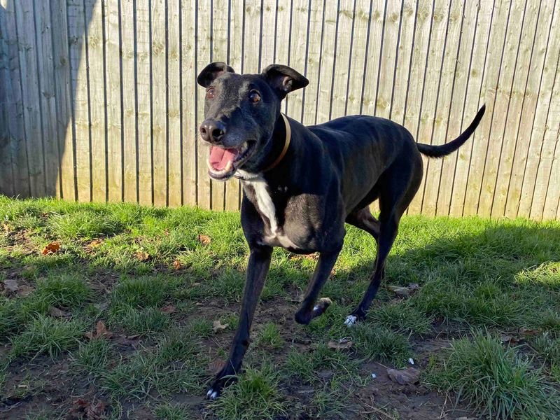 Greyhound for adoption in Sadberge, Co Durham – 6 years old - Image 3 of 3