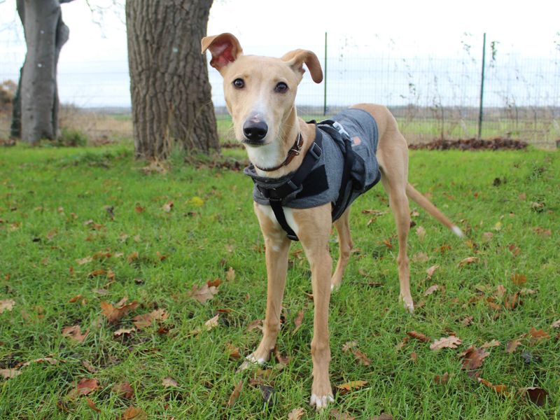 Chase for sale in Sadberge, Co Durham - Image 2