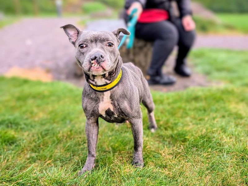 Staffordshire Bull Terrier for adoption in Cardiff / Caerdydd, South Glamorgan – 6 years old - Image 5 of 6
