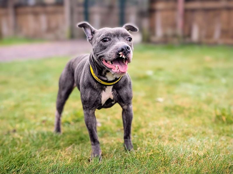 Staffordshire Bull Terrier for adoption in Cardiff / Caerdydd, South Glamorgan – 6 years old - Image 6 of 6