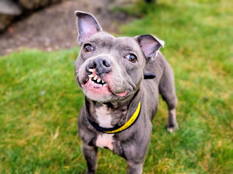 Staffordshire Bull Terrier for adoption in Cardiff / Caerdydd, South Glamorgan – 6 years old - Image 4 of 6