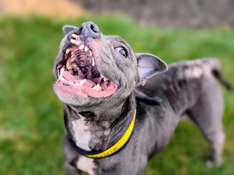 Staffordshire Bull Terrier for adoption in Cardiff / Caerdydd, South Glamorgan – 6 years old - Image 3 of 6