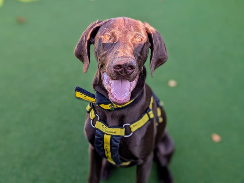 Hector for sale in Cardiff, Glamorgan
