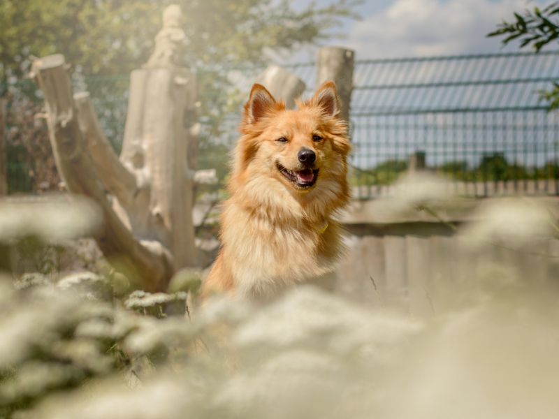 Sparky | German Spitz Cross | Kenilworth (West Midlands) - 1