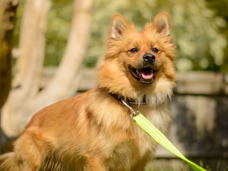 Enzo | German Spitz Cross | Kenilworth (West Midlands) - 1