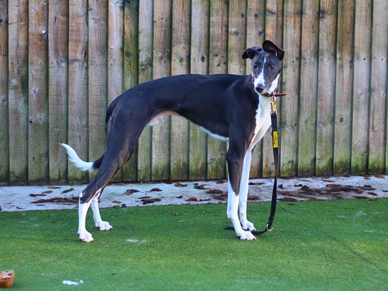 Marley for sale in Manchester, Greater Manchester - Image 1