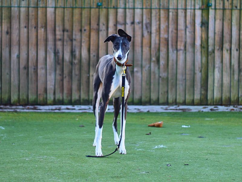 Marley for sale in Manchester, Greater Manchester - Image 2