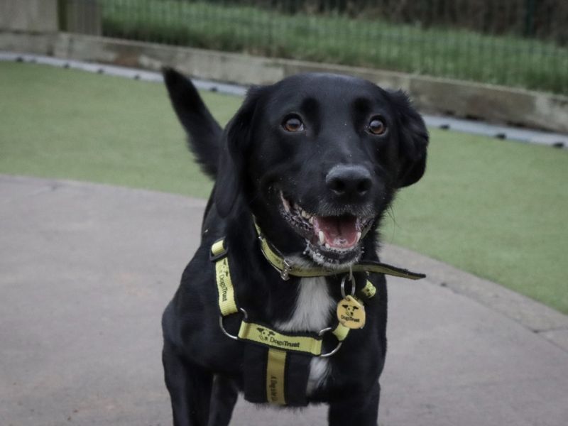 Dougie for sale in Evesham, Worcestershire | Image 2