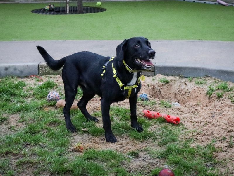 Dougie for sale in Evesham, Worcestershire - Image 3