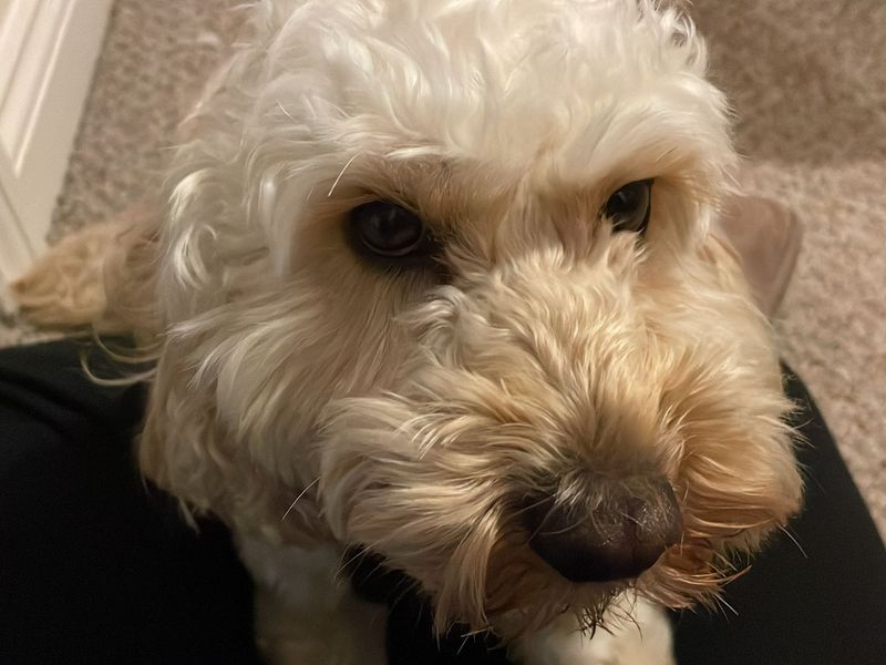 Poodle for adoption in Mid Glamorgan, Wales – 2 years old - Image 2 of 2
