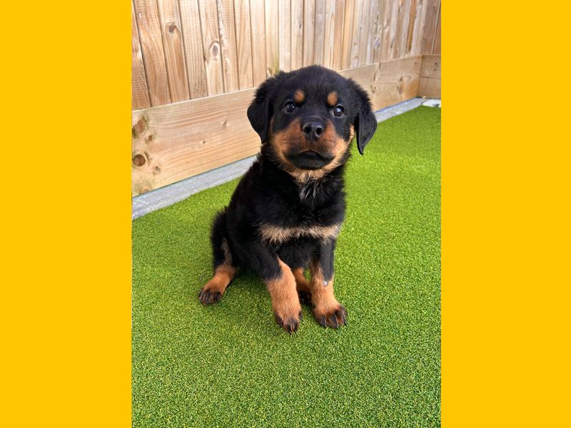 Dog Breed Rottweiler Puppies Rescue Clearance Rottweiler Puppies