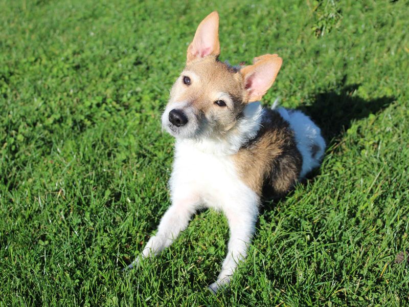 Jack Russell Terrier for adoption in Sadberge, Co Durham – 7 years old - Image 3 of 3