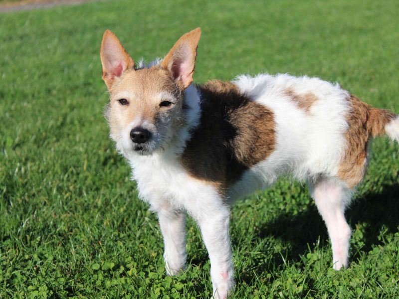 Jack Russell Terrier for adoption in Sadberge, Co Durham – 7 years old - Image 1 of 3