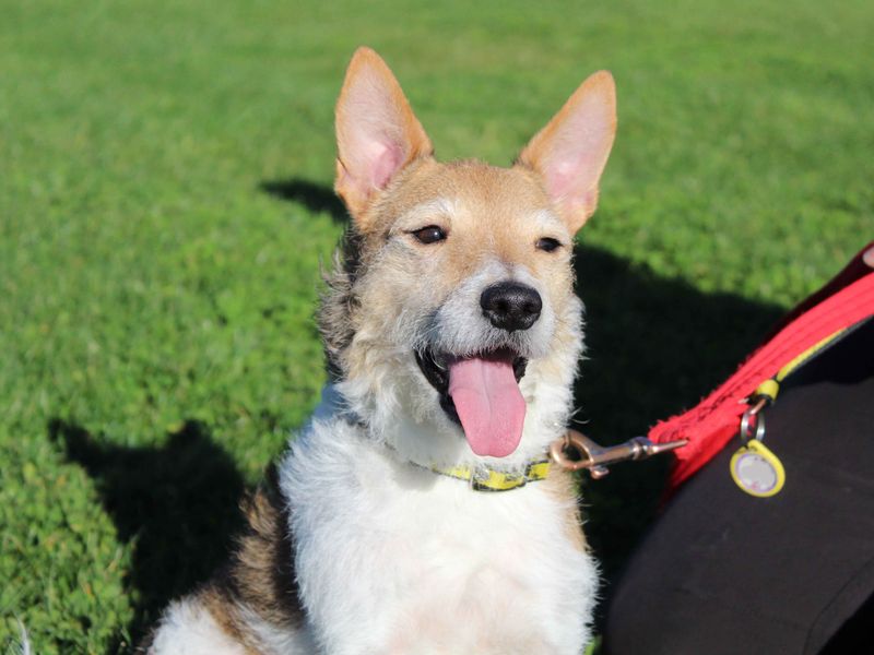 Jack Russell Terrier for adoption in Sadberge, Co Durham – 7 years old - Image 2 of 3