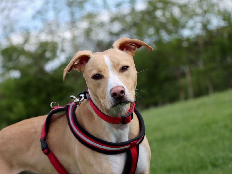 Staffordshire Bull Terrier for adoption in Sadberge, Co Durham – 1 year old - Image 2 of 3