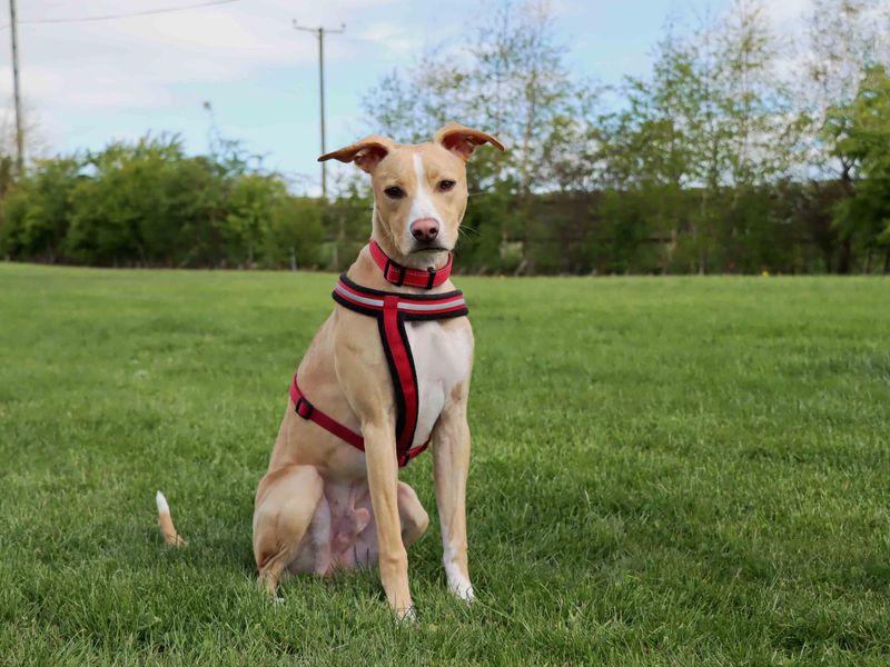 Archie for sale in Sadberge, Co Durham