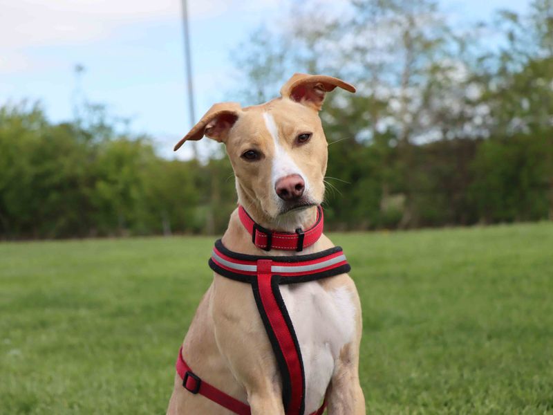 Staffordshire Bull Terrier for adoption in Sadberge, Co Durham – 1 year old - Image 3 of 3