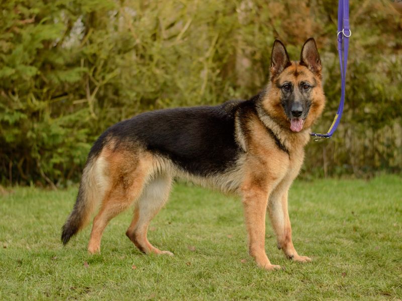 German Shepherd for adoption in Kenilworth, Warks – 5 years old - Image 3 of 3