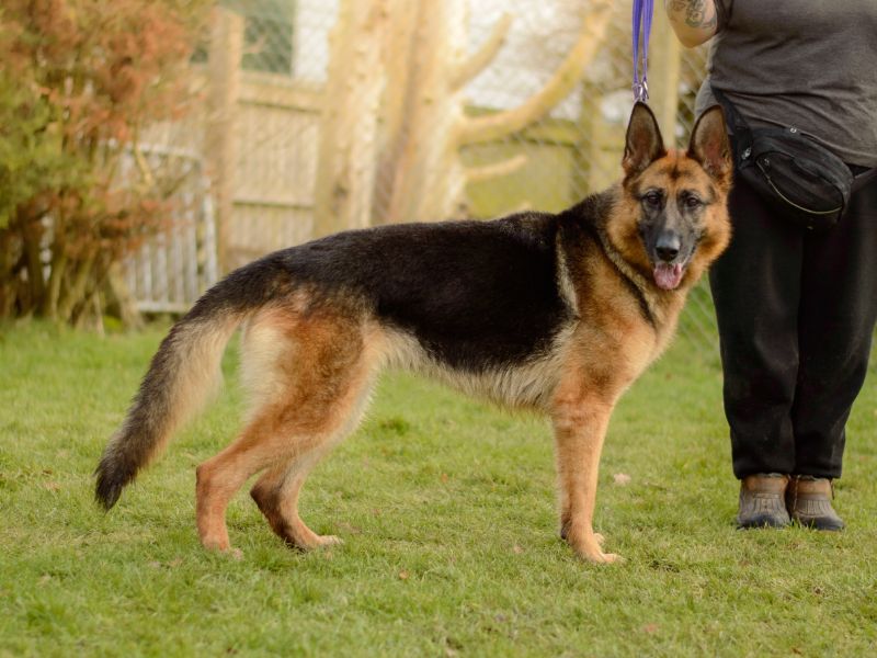 German Shepherd for adoption in Kenilworth, Warks – 5 years old