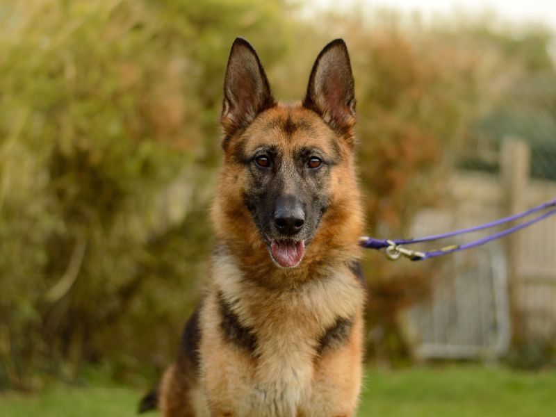 German Shepherd for adoption in Kenilworth, Warks – 5 years old - Image 2 of 3