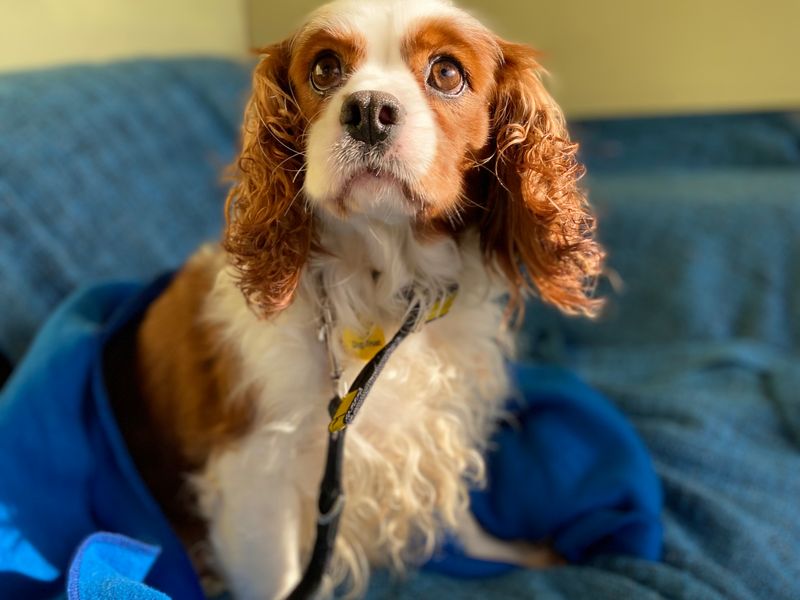 Cavalier King Charles Spaniel for adoption in , – 7 years old - Image 3 of 3
