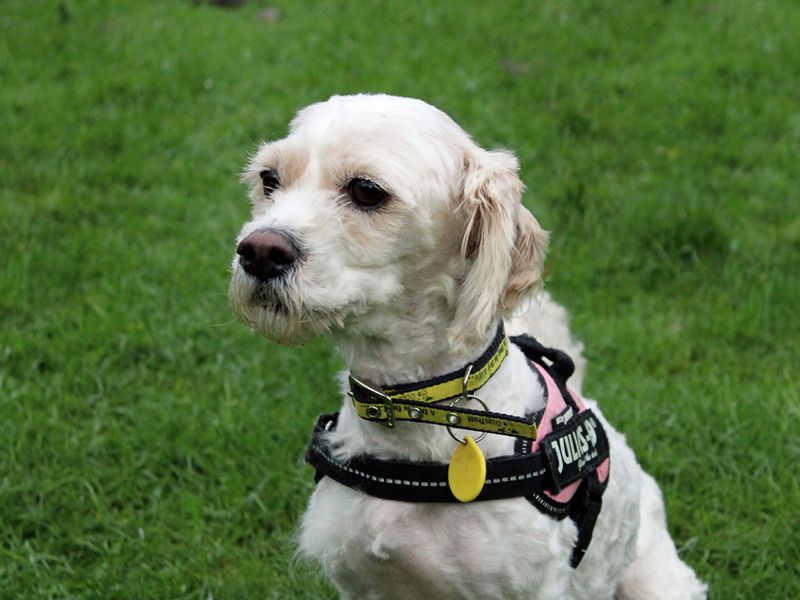 Daisy for sale in Liverpool, Merseyside - Image 3