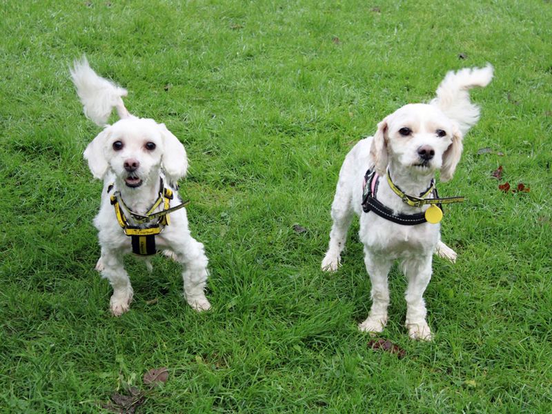 Cavalier King Charles Spaniel for adoption in Liverpool, Merseyside – 5 years old - Image 1 of 3