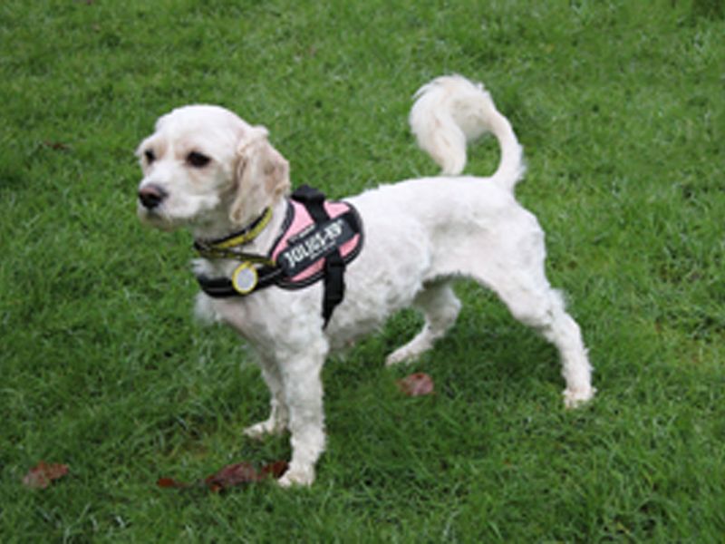 Cavalier King Charles Spaniel for adoption in Liverpool, Merseyside – 5 years old - Image 2 of 3