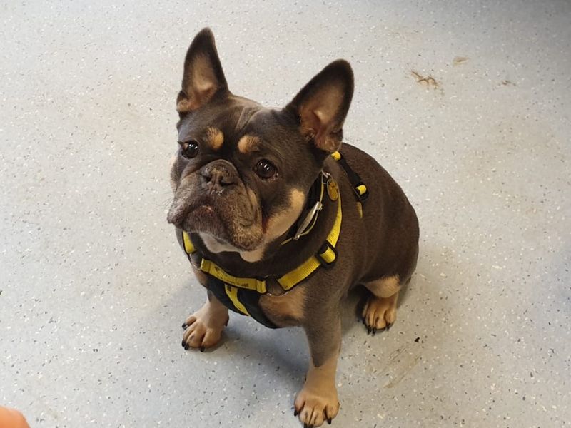 Hugo for sale in Chestfield, Kent | Image 4