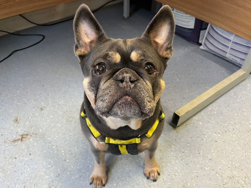 Hugo for sale in Chestfield, Kent | Image 2