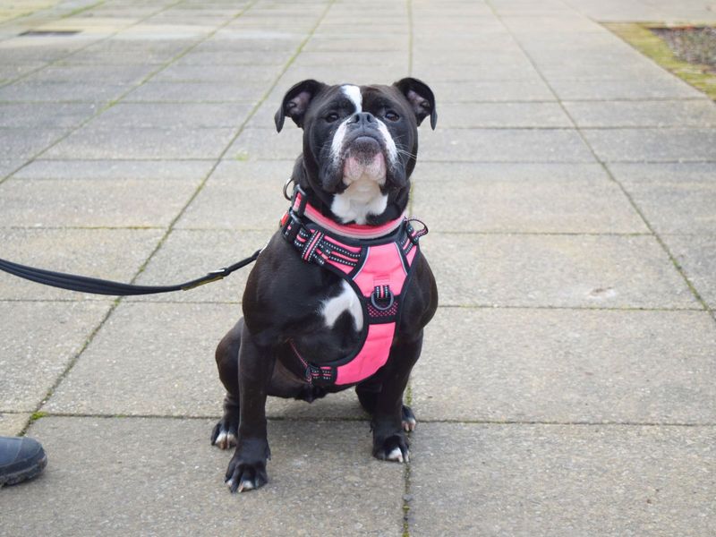 Luna for sale in Uxbridge, London - Image 2
