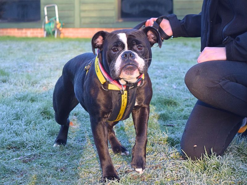 Luna for sale in Uxbridge, London