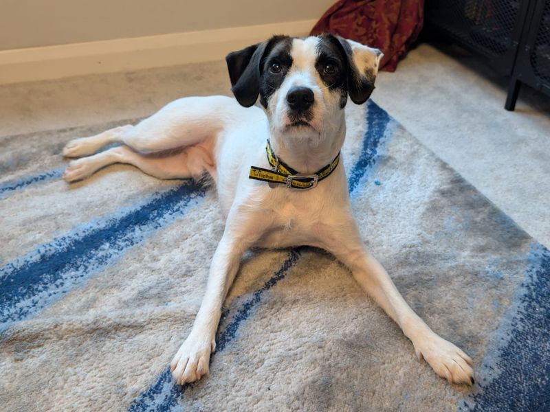 Jack Russell Terrier for adoption in Newbury, Berks – 2 years old - Image 1 of 1