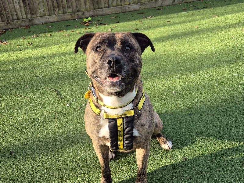 Polly - Image 1 of 2