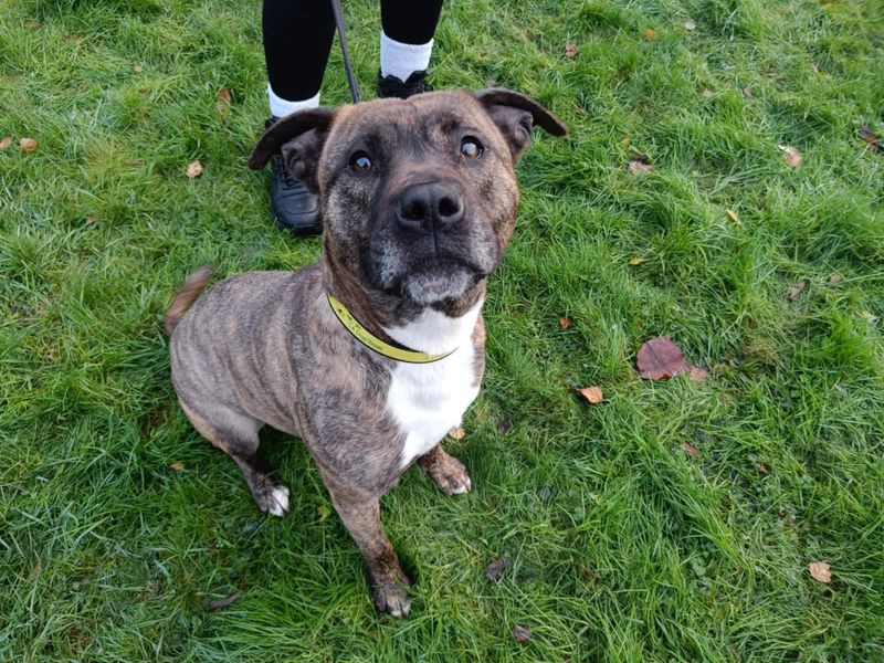 Polly - Image 2 of 2