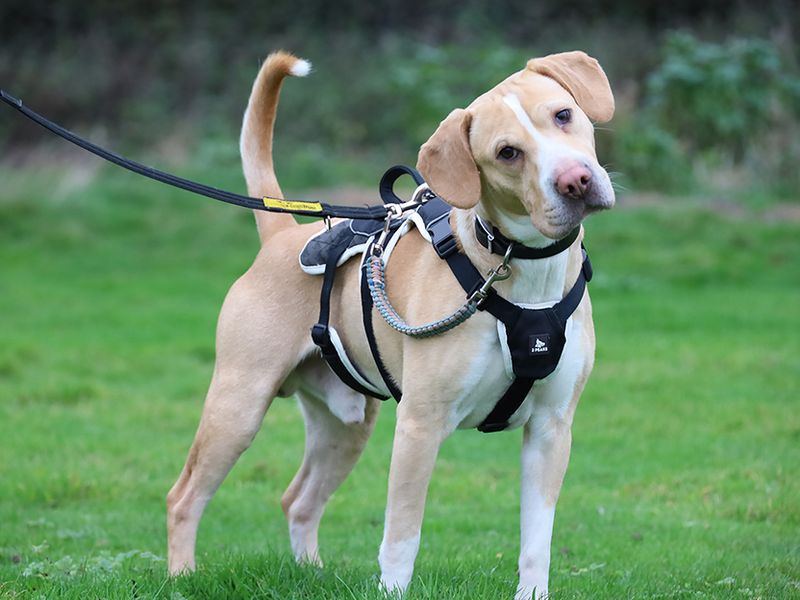 Beagle for adoption in Leeds, Yorkshire – 8 years old - Image 3 of 4