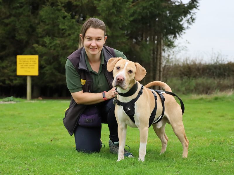 Beagle for adoption in Leeds, Yorkshire – 8 years old - Image 4 of 4
