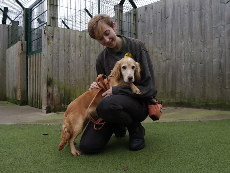 Cocker Spaniel for adoption in Evesham, Worcestershire – 8 years old - Image 2 of 2