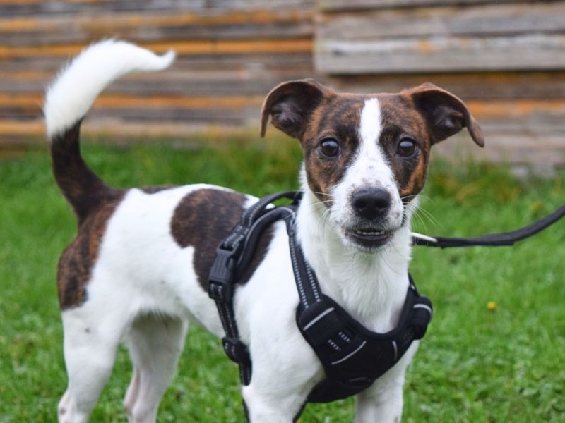 Jack Russell Terrier for adoption in Uxbridge, Greater London – 3 years old - Image 2 of 2