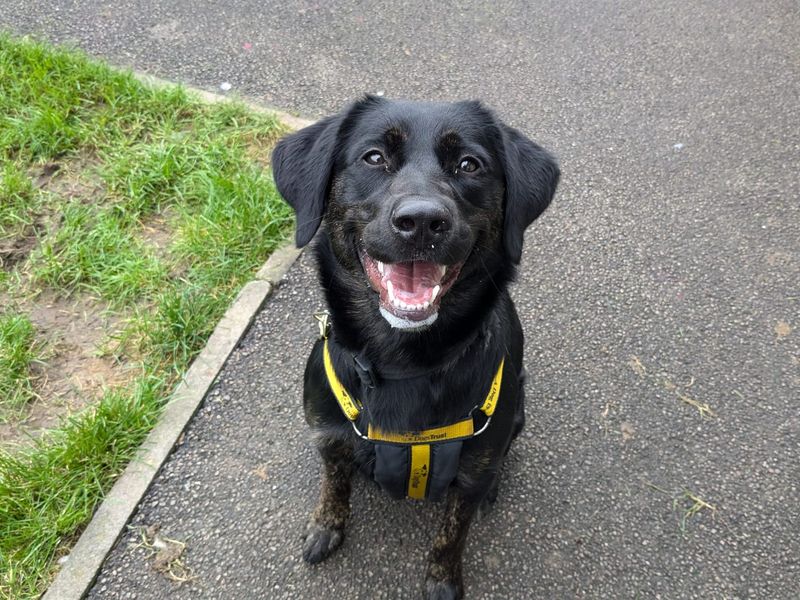 Doberman for adoption in Mid Glamorgan, Wales – 2 years old - Image 1 of 2